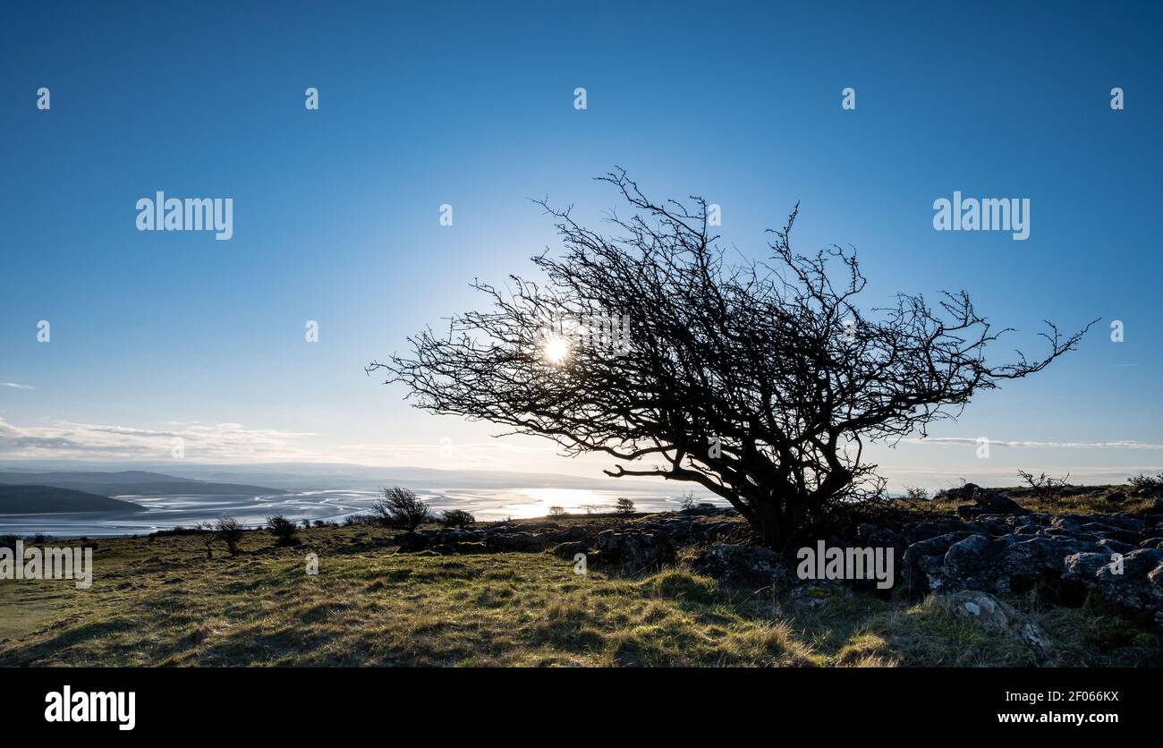 L'albero solaio spazzato dal vento su Hampsfell vicino a Grange-over-Sands con Morecambe Bay in distanza Foto Stock