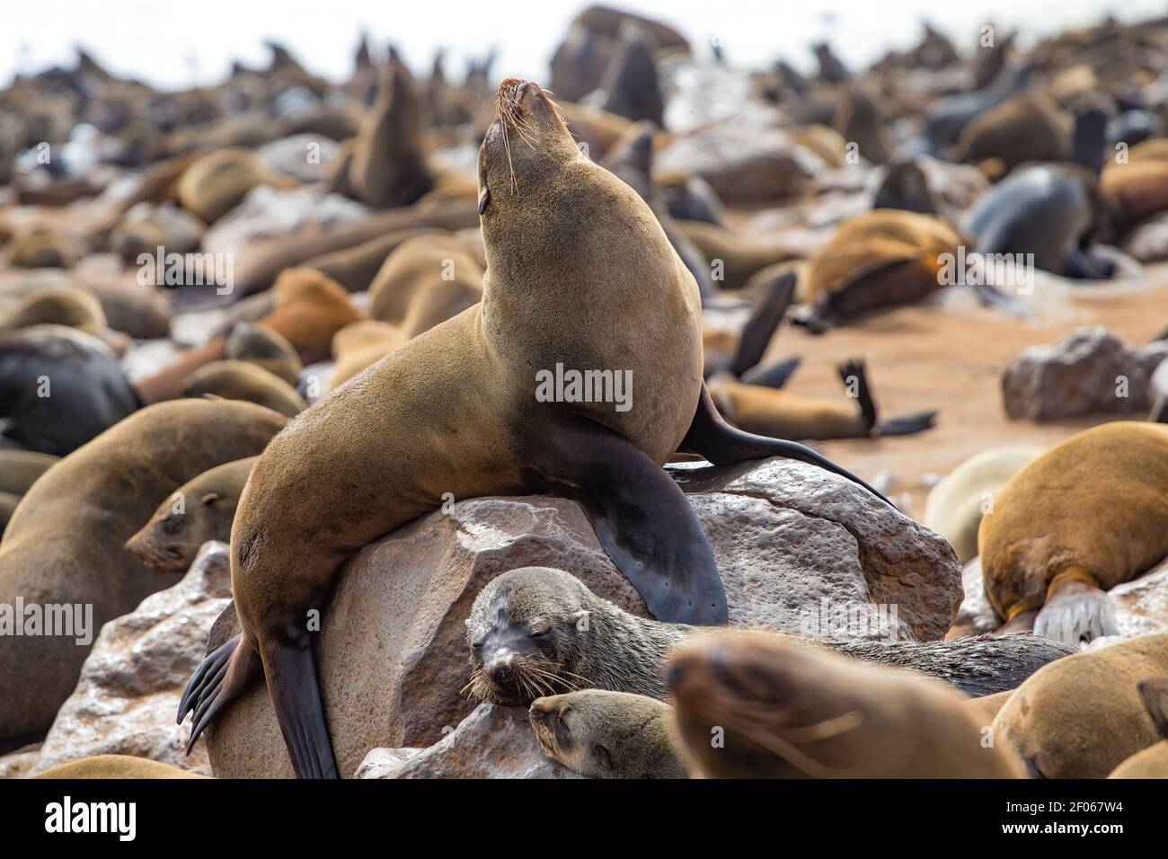 Viaggio su strada attraverso la Namibia - una destinazione da non perdere vicino A Swakopmund Foto Stock