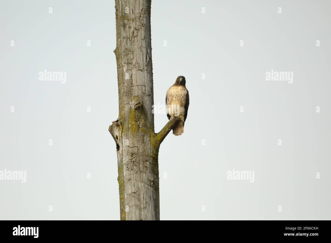 Falco dalla coda rossa su un pungolone vicino al fiume Bianco, King County, Washington. Foto Stock