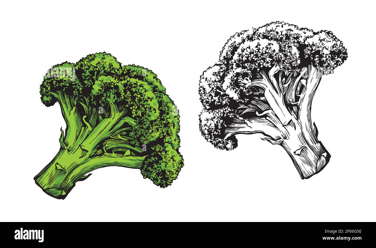 Broccoli vegetali isolati su sfondo bianco. Illustrazione vettoriale degli alimenti freschi Illustrazione Vettoriale