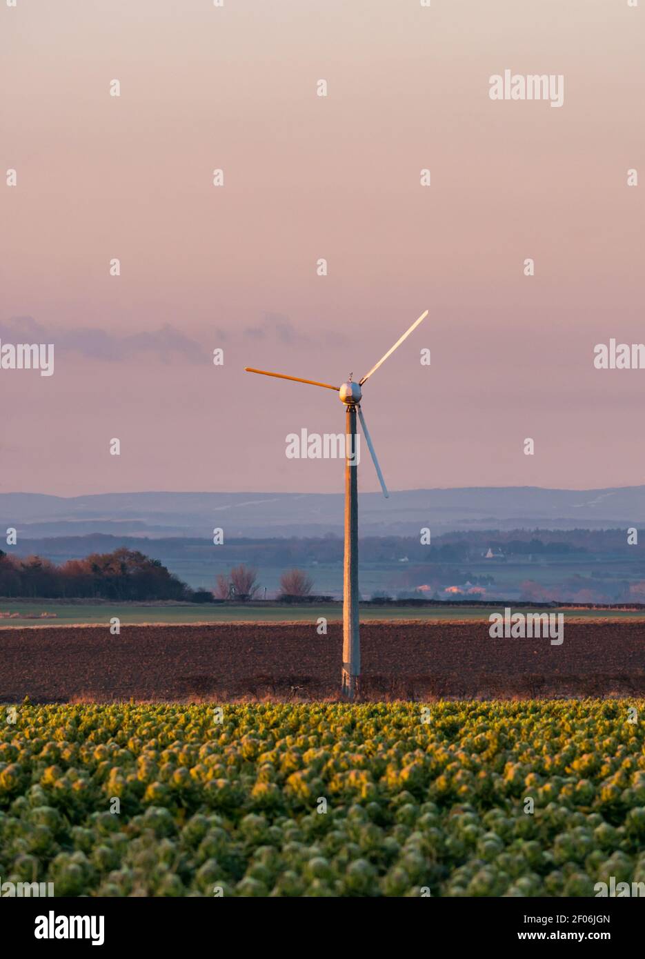 Una turbina eolica in un campo di germogli di Bruxelles all'alba con uccelli che volano in un cielo rosa all'alba, East Lothian, Scozia, Regno Unito Foto Stock