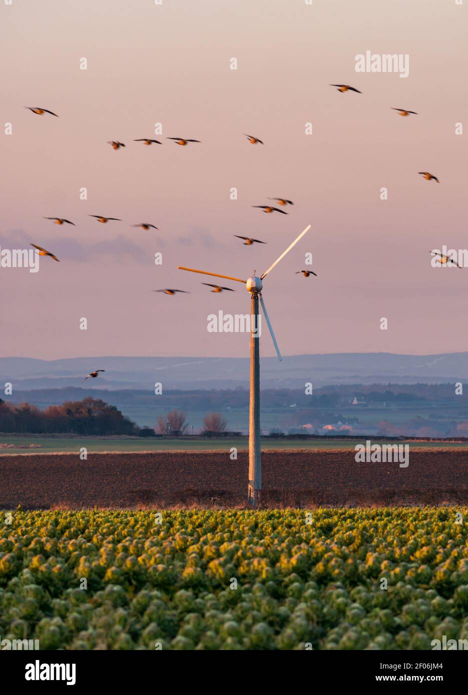 Una turbina eolica in un campo di germogli di Bruxelles all'alba con un cielo rosa all'alba e un gregge di uccelli che volano, East Lothian, Scozia, Regno Unito Foto Stock
