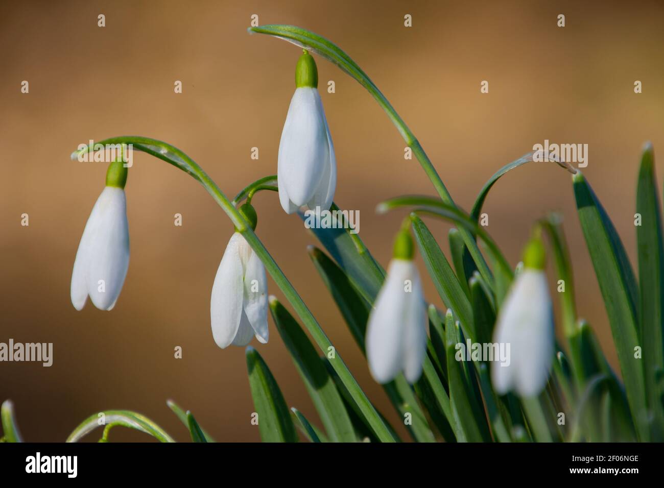 Primo piano di nevicate, chiamate anche Galanthus nivalis o schneegloeckchen Foto Stock