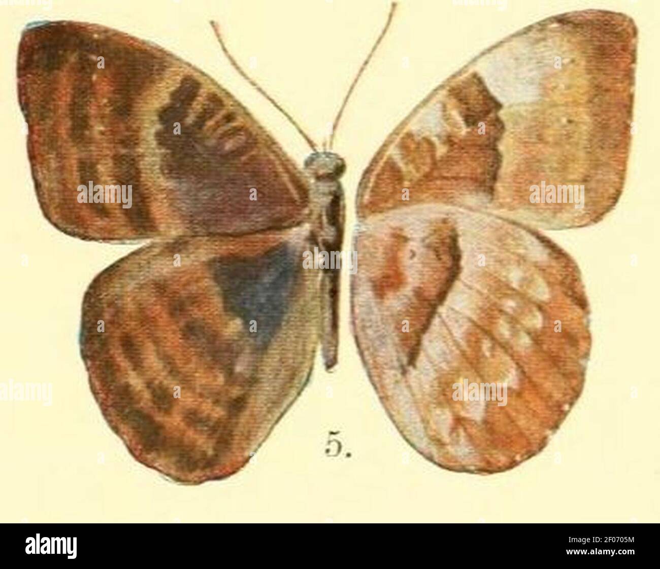 PL.02-05-Euriphene butleri (Aurivillius, 1904) (Diestogyna). Foto Stock