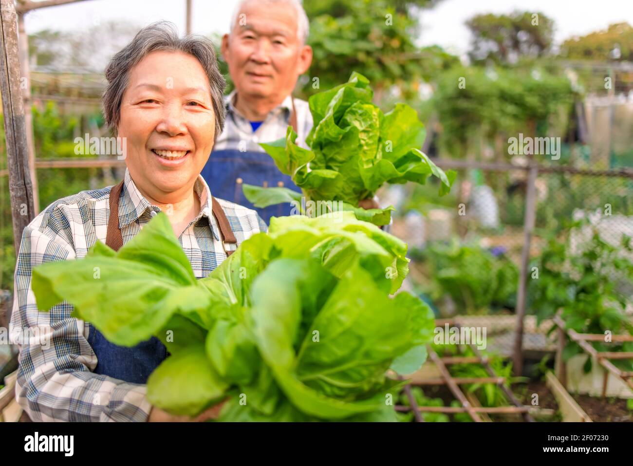 Felice agricoltore di coppia anziana che mostra verdure fresche verdi nel orto Foto Stock