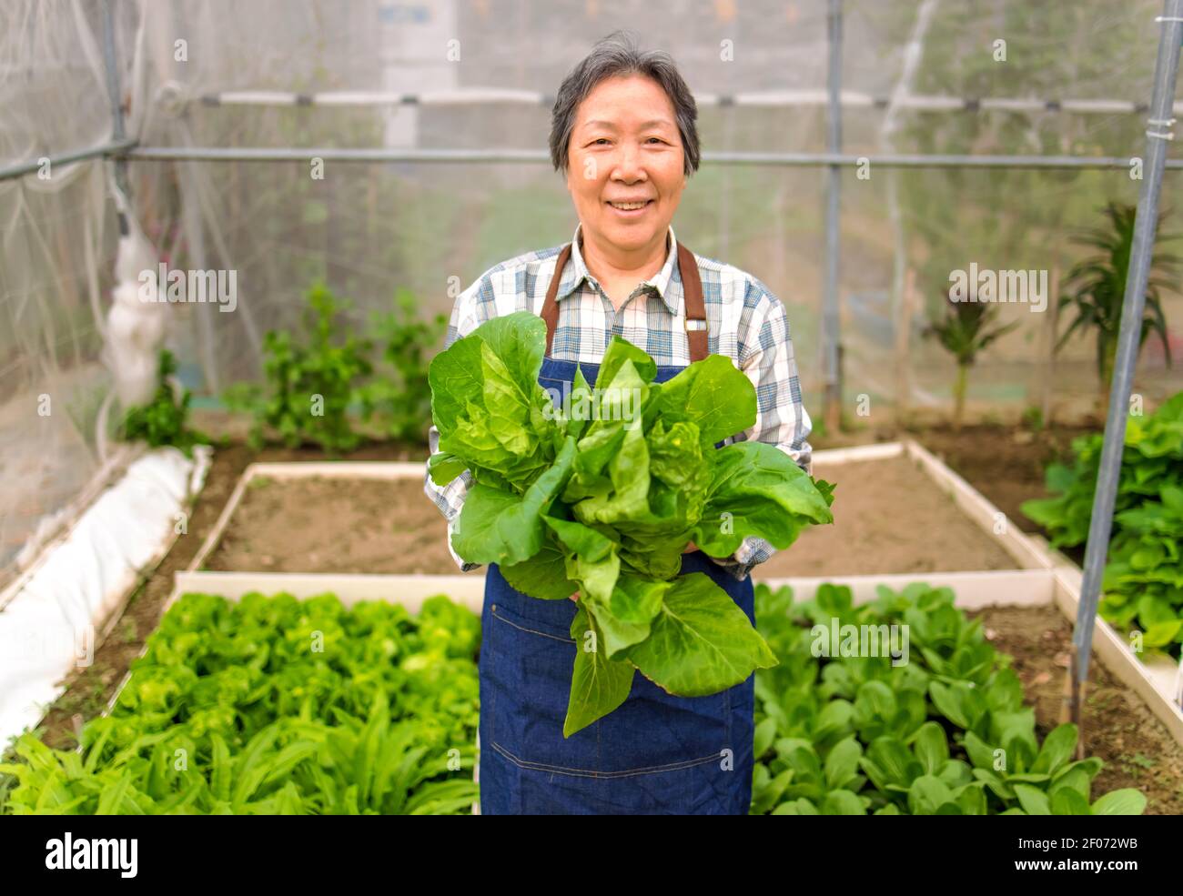 Felice agricoltore anziano che mostra verdure fresche verdi nel orto Foto Stock