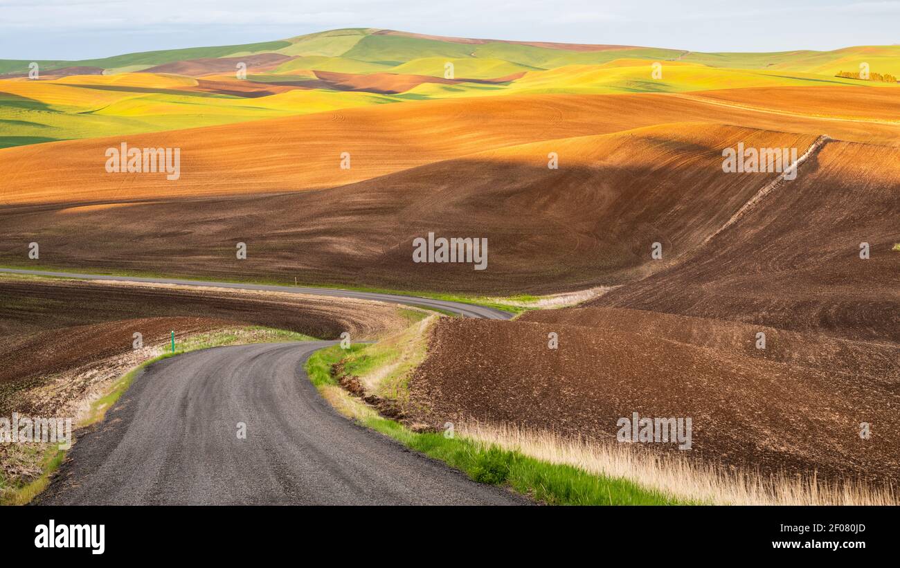Strada ghiaiosa che attraversa il Palouse come i campi mostrano fasi differenti di preparazione sia con fasi arate che piantate Foto Stock