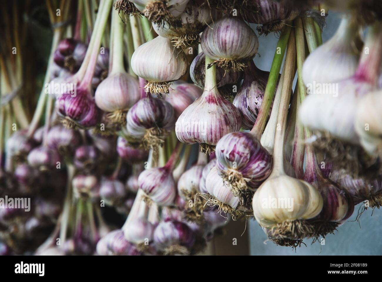 Aglio raccolto appeso in grappoli per asciugare prima di immagazzinare in un capannone aperto protetto dal sole e dalla pioggia Foto Stock