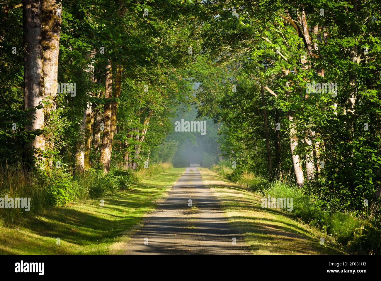 Snoqualmie Valley Trail nella East King County passando sotto l'estate Alberi lungo una vecchia ferrovia in Washington state Foto Stock