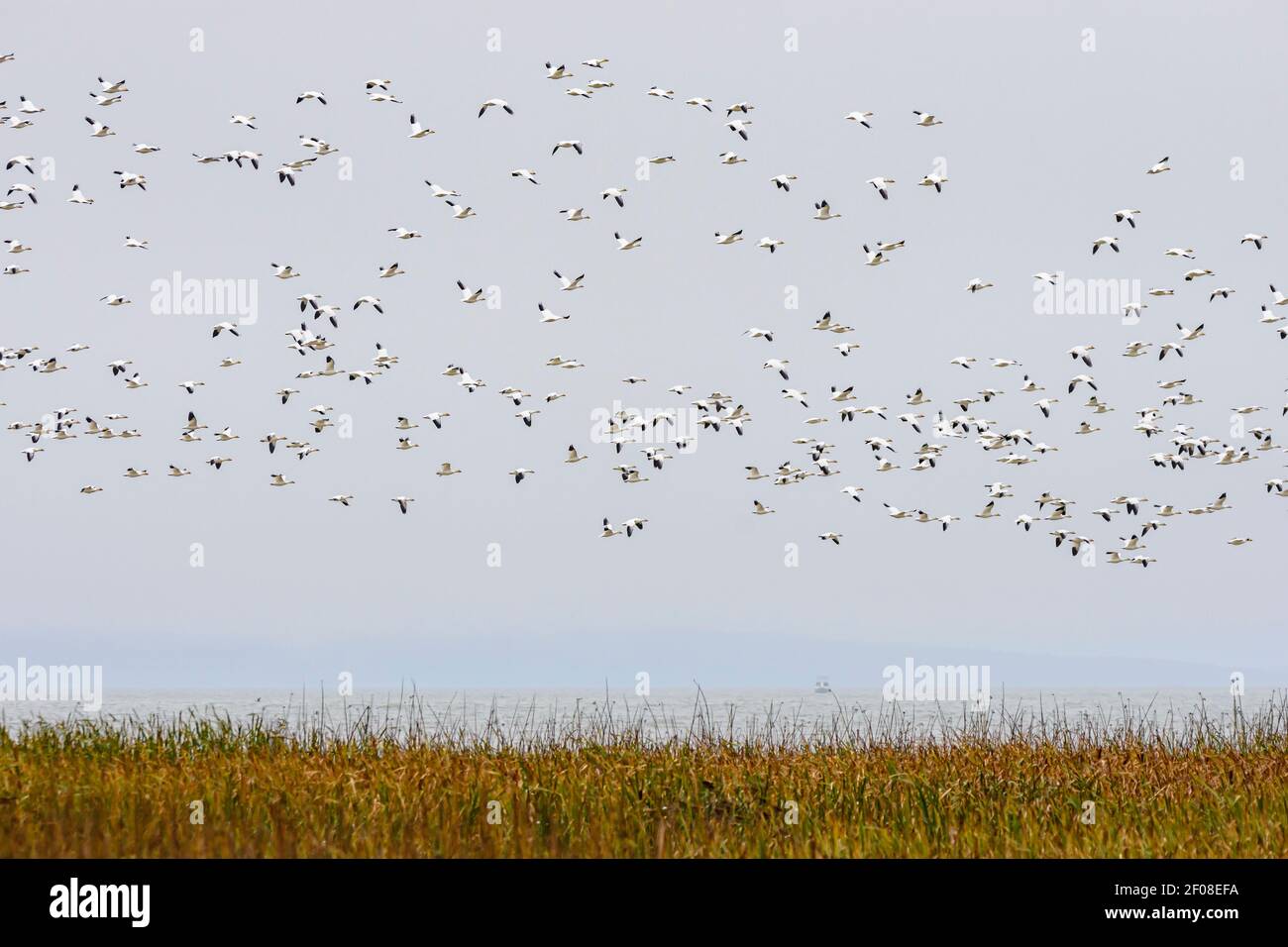 Minore oca di neve, Anser caerulescens, George C. Reifel Migratory Bird Sanctuary, Delta, British Columbia, Canada Foto Stock