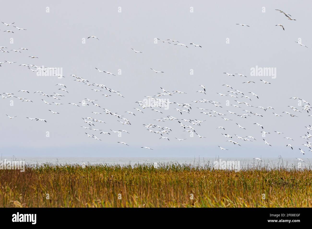 Minore oca di neve, Anser caerulescens, George C. Reifel Migratory Bird Sanctuary, Delta, British Columbia, Canada Foto Stock