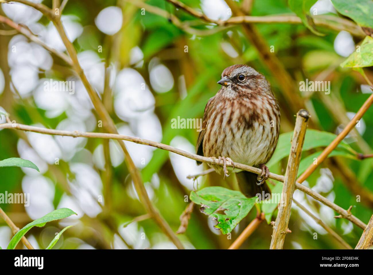 Song Sparrow, Melospiza melodia, George C. Reifel Migratory Bird Sanctuary, Delta, British Columbia, Canada Foto Stock