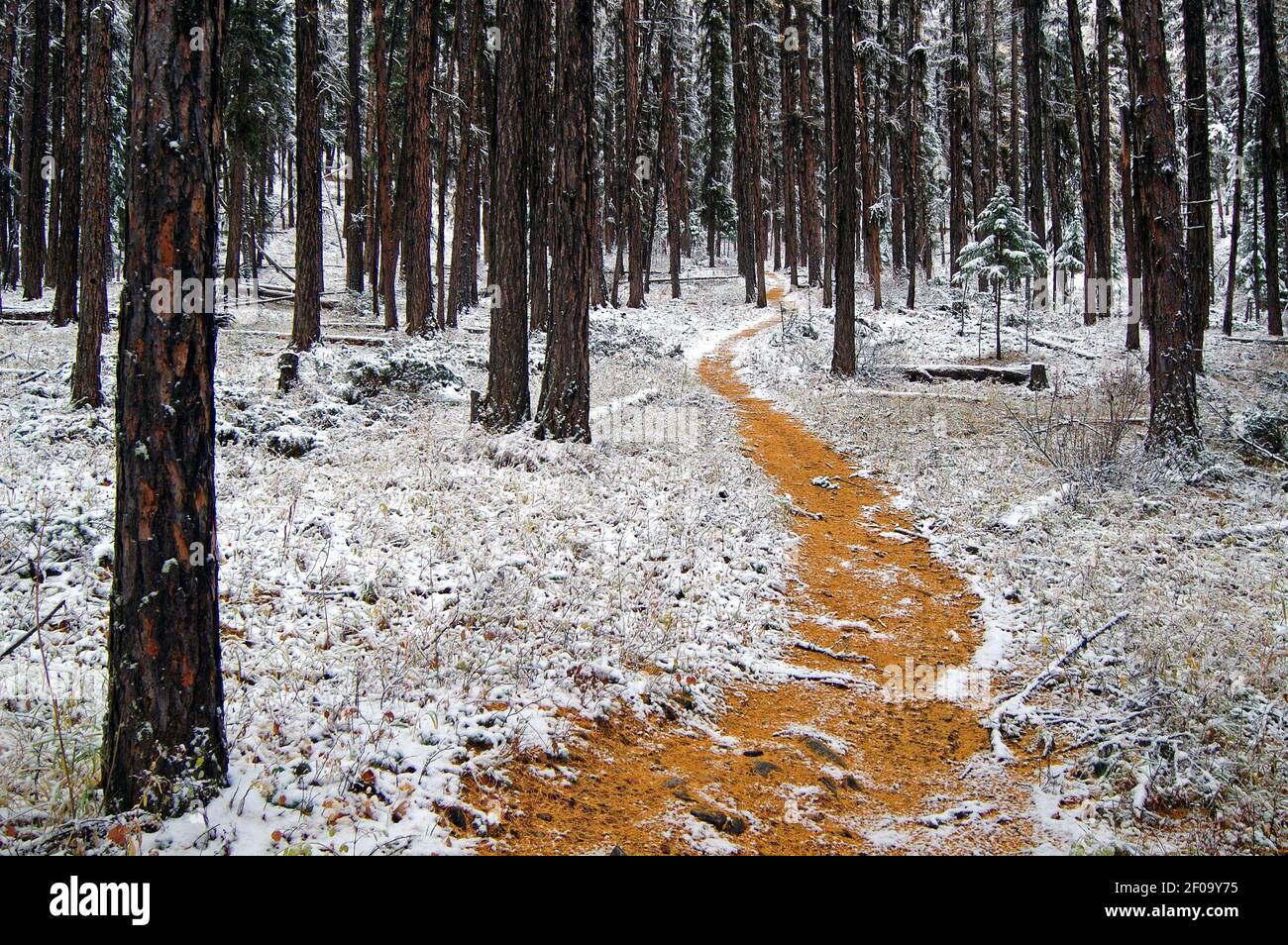 Aghi di larice lungo il sentiero e la foresta di larice dopo la tempesta di neve in autunno. Yaak Valley, MT. (Foto di Randy Beacham) Foto Stock