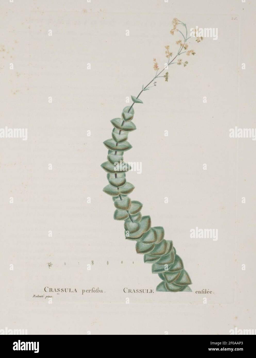 Plantarum historia succulentarum = (piastra 25) Foto Stock