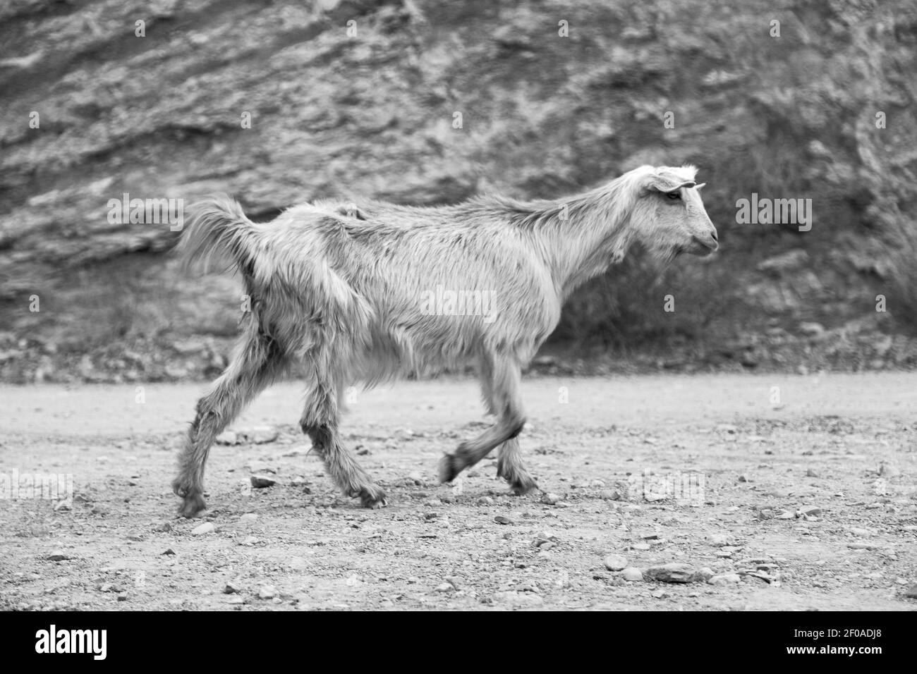 In capra oman da solo vicino alla roccia e al cespuglio Foto Stock