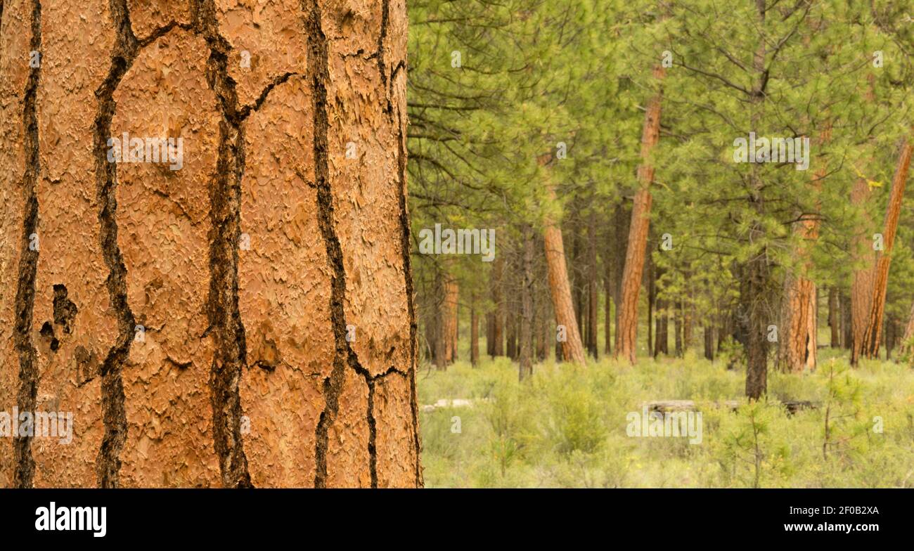 Bellissimo Stand di alberi curvatura Oregon Deschutes County Foto Stock