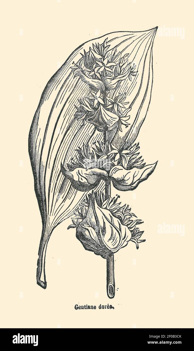 Plantes usuelles-Ysabeau-1878-genziane jaune. Foto Stock