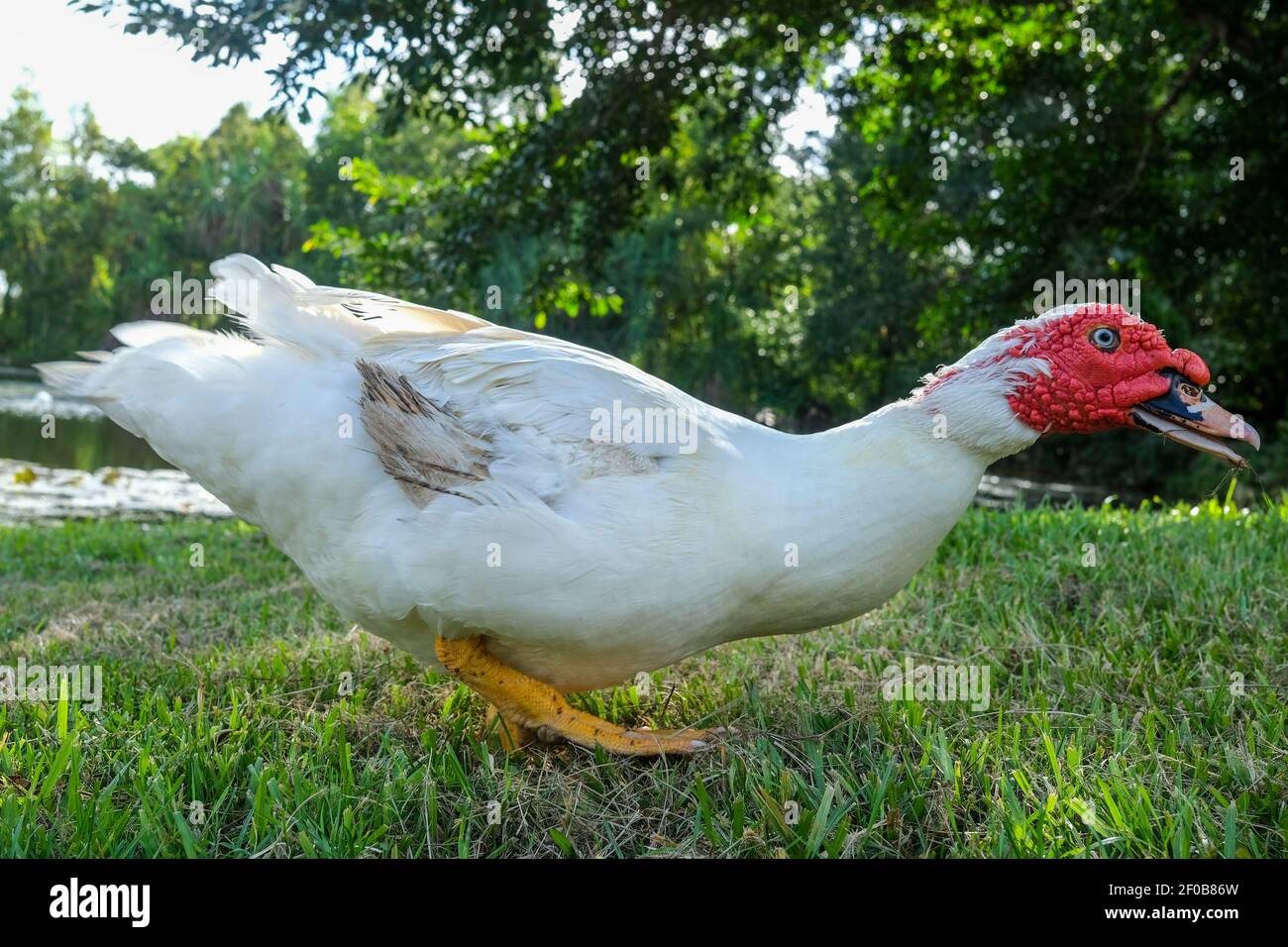 Una moschata bianca di Cairina, conosciuta anche come l'anatra moscovita o l'anatra barbarica. Foto Stock
