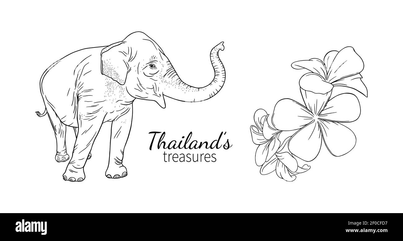 Thailandia elefante e frangipani. Set di simboli asiatici con elefante e fiori. Immagine vettoriale incisa isolata su sfondo bianco Illustrazione Vettoriale