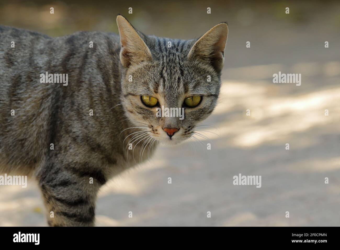Faccia di una foto ravvicinata di un gatto che guarda la macchina fotografica, india Foto Stock