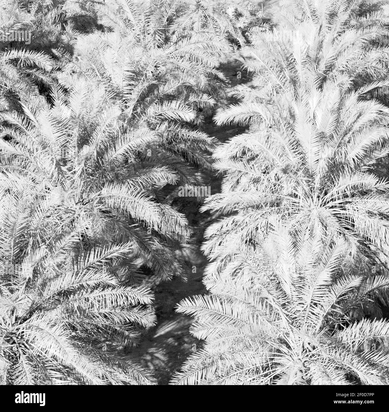 Nel giardino di oman e la coltivazione di frutti di palma da alta Foto Stock