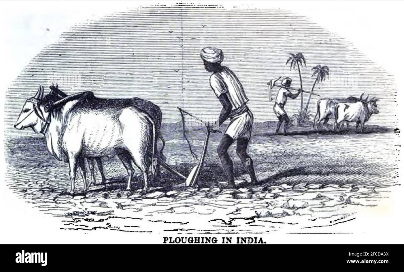 Aratura in India (febbraio 1857, Richard G Hodson, XIV, p.12) - Copia. Foto Stock