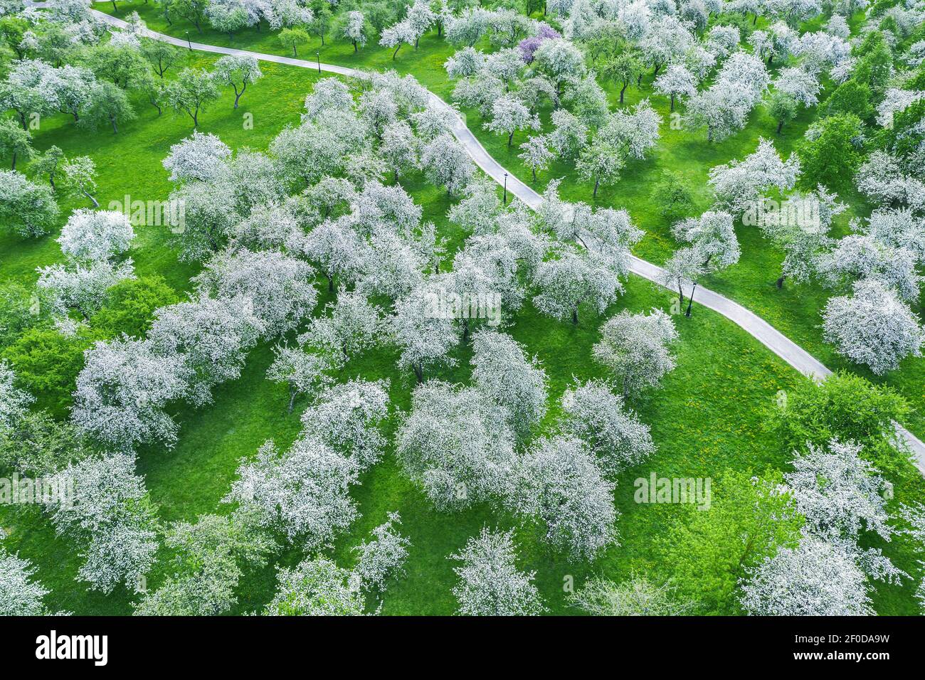 vista aerea dal drone volante di meli fioriti nel frutteto primaverile. fotografia di droni Foto Stock