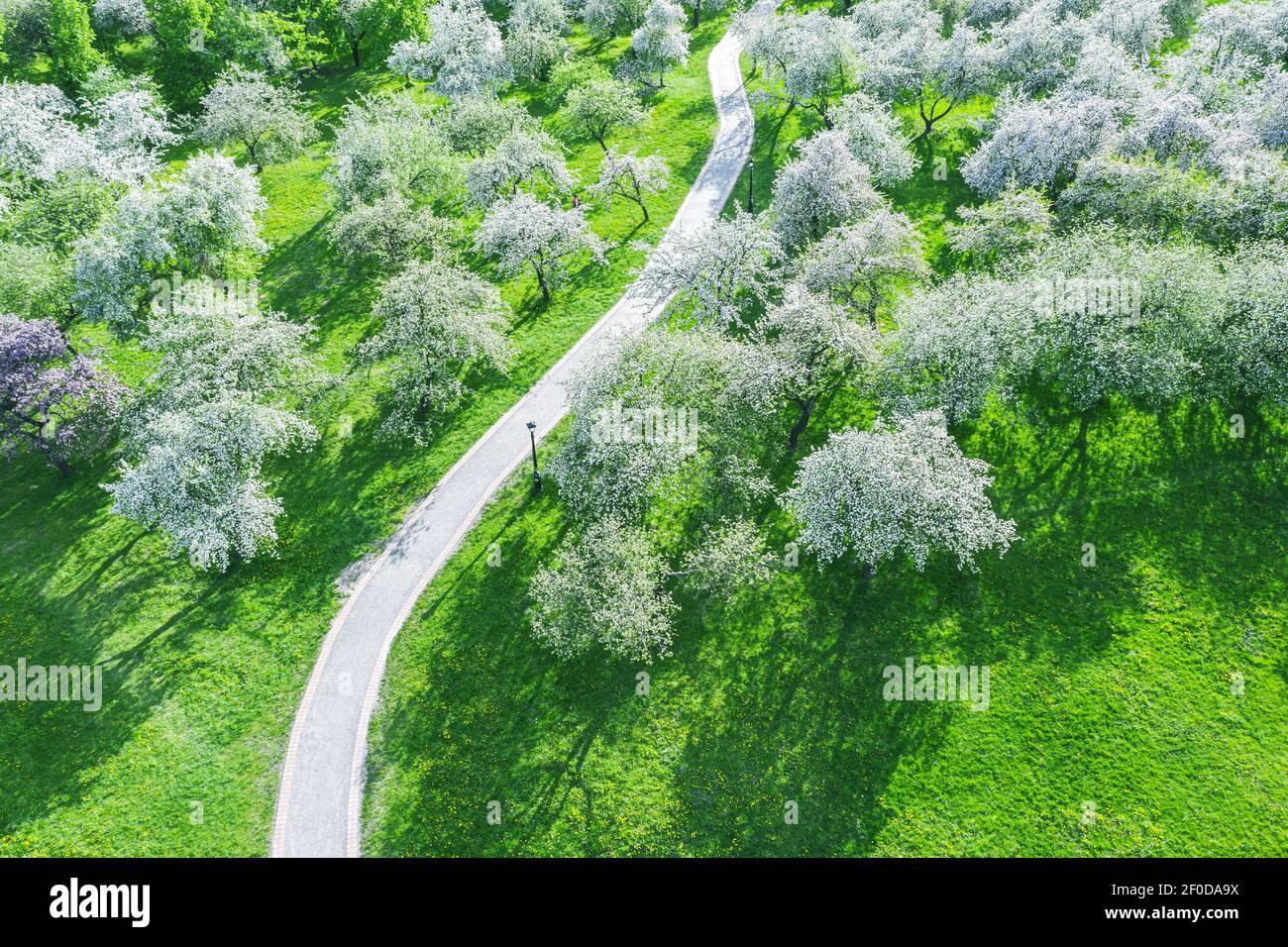 giornata di sole primaverile nel parco. alberi di mele in piena fioritura, vista dall'alto. Foto Stock