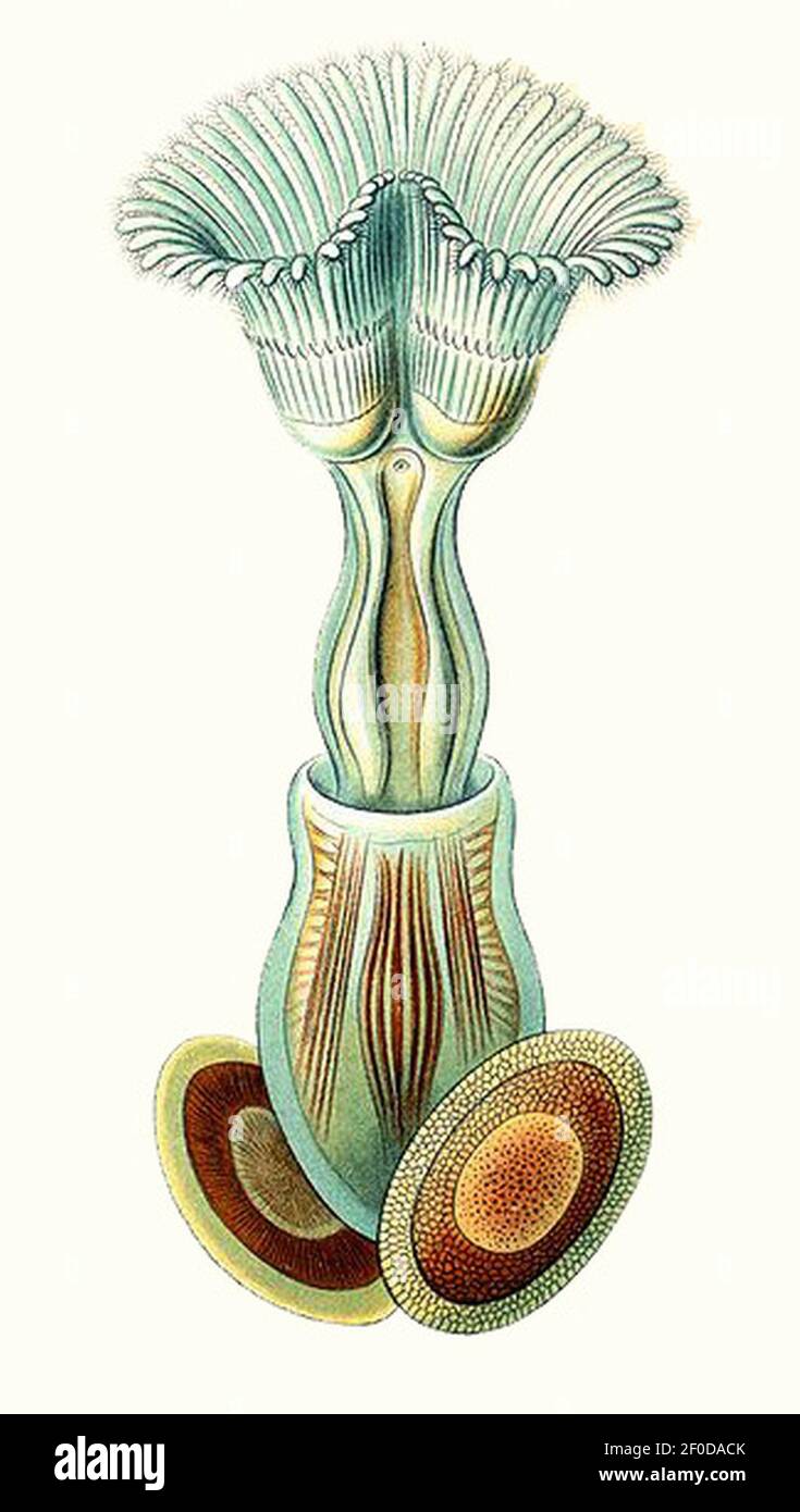 Plumatella è un represso di Haeckel Bryozoa che disegna Commons. Foto Stock