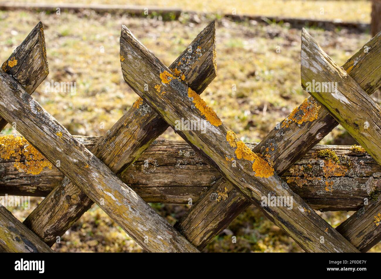 primo piano di listelli di legno di una recinzione di picket cresciuto con licheni gialli Foto Stock