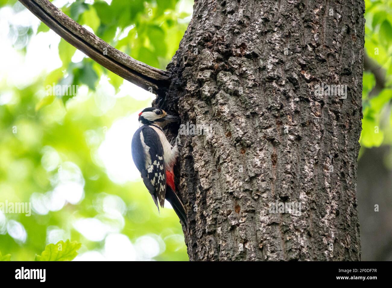Il picchio, Dendrocopos major, è un uccello della famiglia dei Picidae Foto Stock