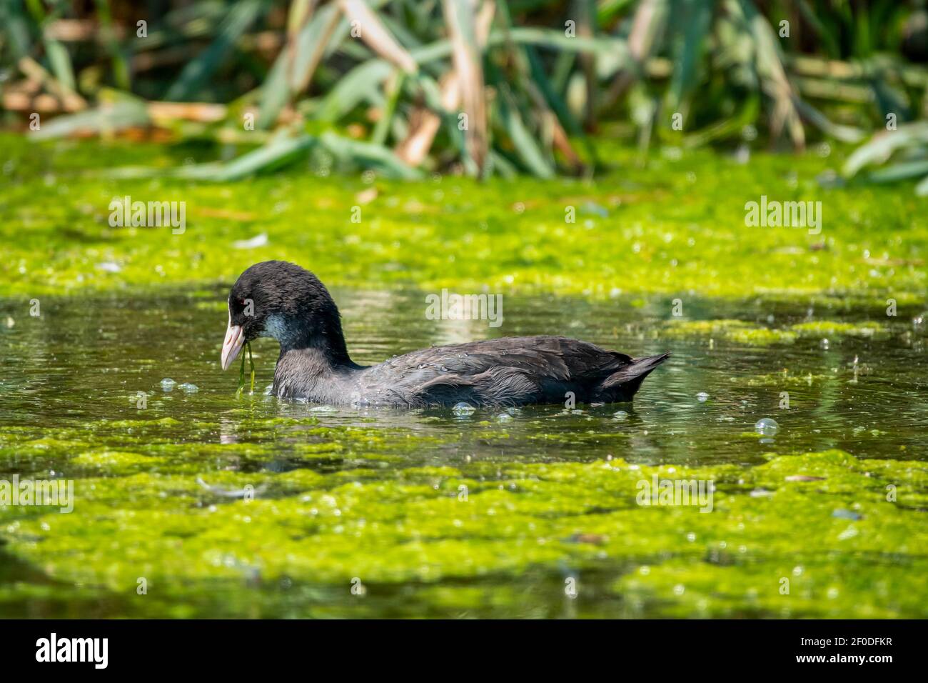 Il piede eurasiatico, Fulica atra, conosciuto anche come il piede comune, o coot australiano, è un membro della famiglia degli uccelli, i Rallidae Foto Stock