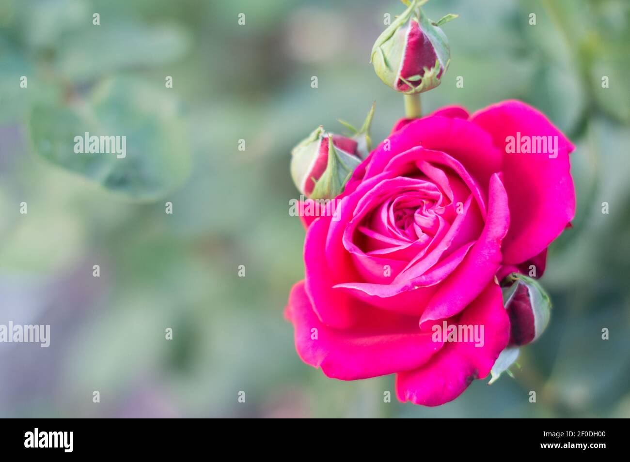 Red bella rosa cresce nel giardino verde Foto Stock