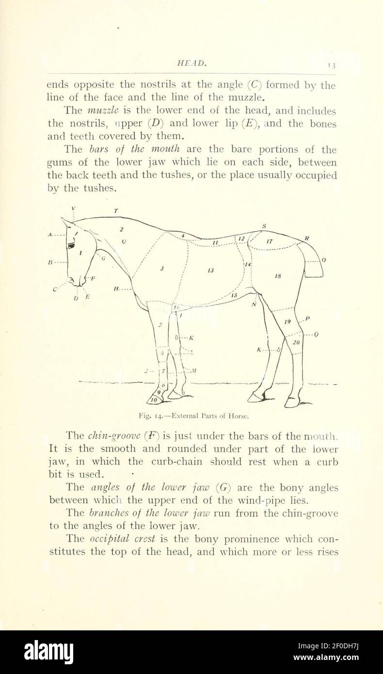 Punti del cavallo (pagina 13) Foto Stock
