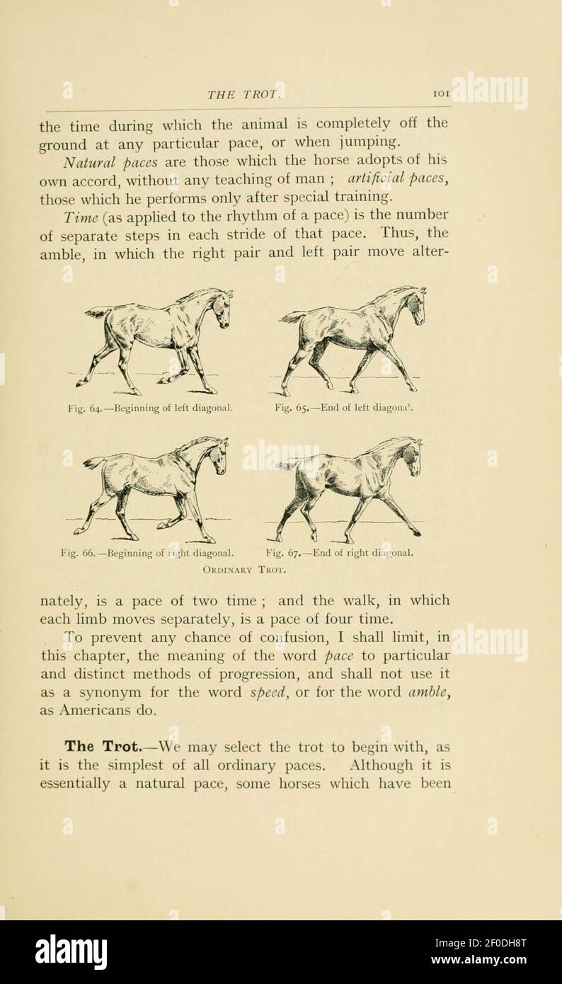 Punti del cavallo (pagina 101) Foto Stock