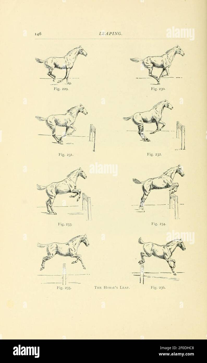 Punti del cavallo (pagina 146) Foto Stock