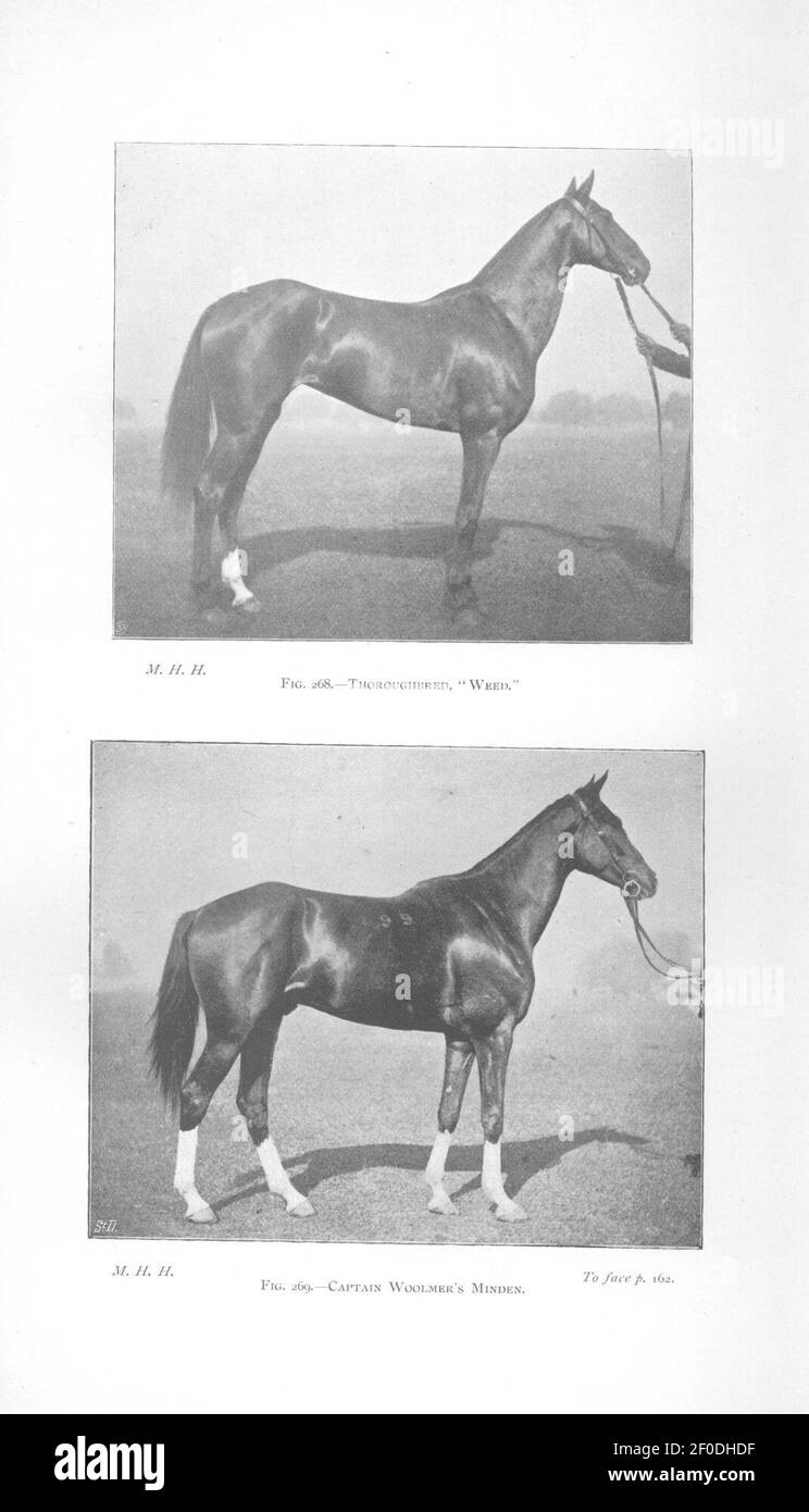 Punti del cavallo (pagina 162) Foto Stock