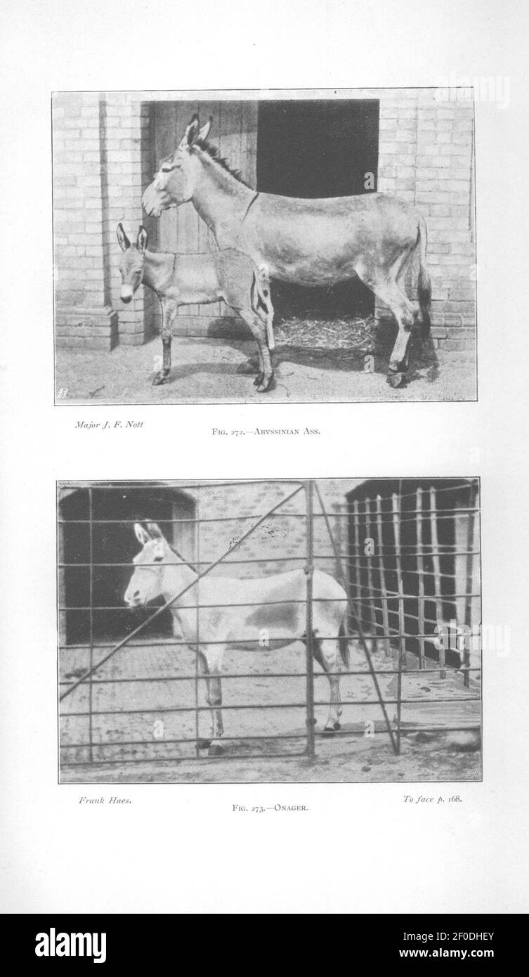 Punti del cavallo (pagina 168) Foto Stock