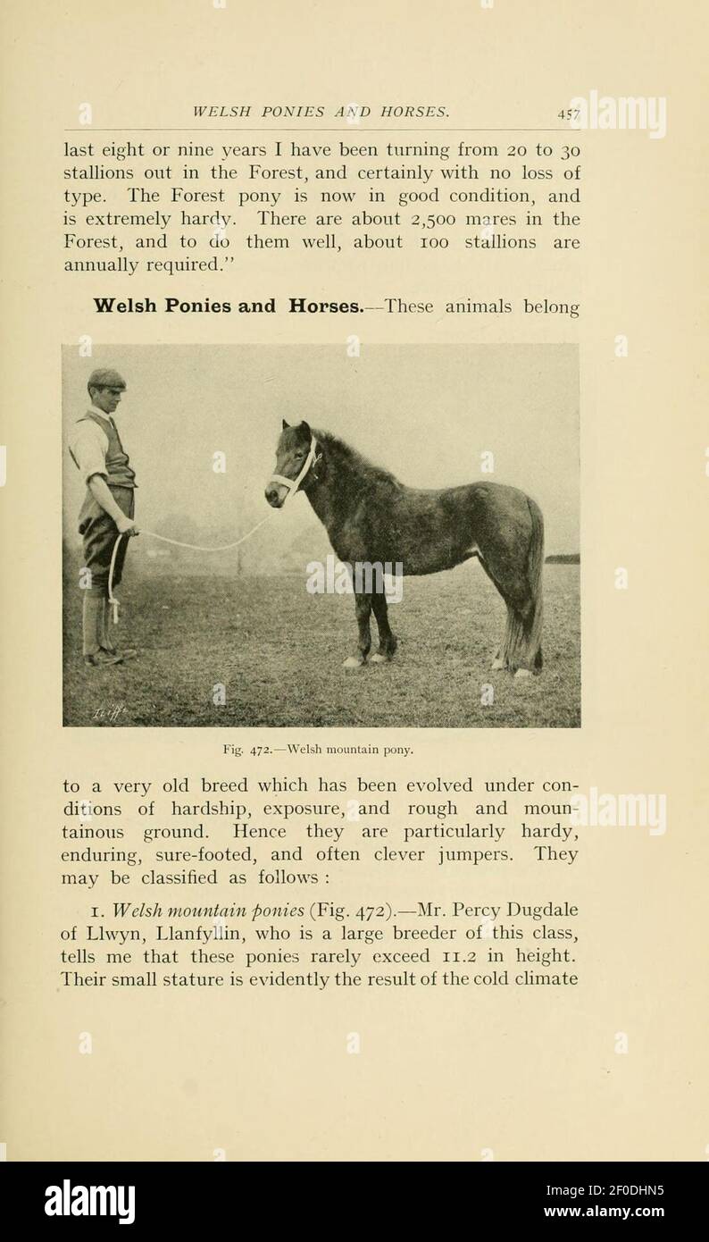 Punti del cavallo (pagina 457) Foto Stock