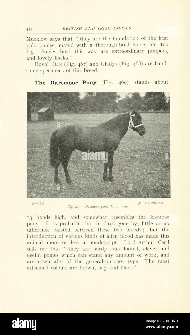 Punti del cavallo (pagina 454) Foto Stock