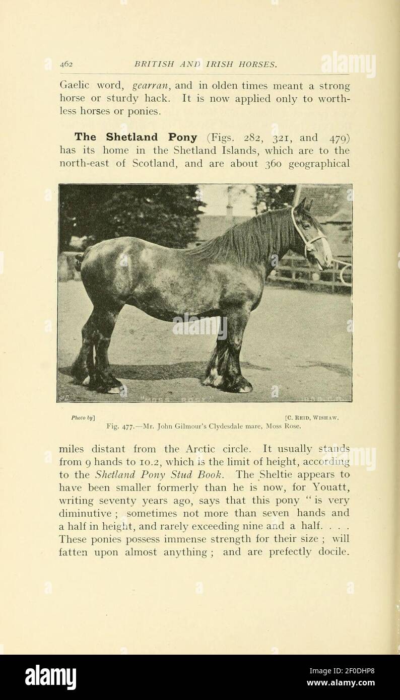 Punti del cavallo (pagina 462) Foto Stock