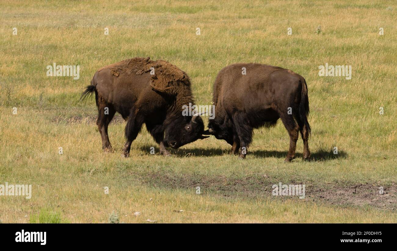 Wild Animal Buffalo Bull maschi Fightning per territorio Foto Stock