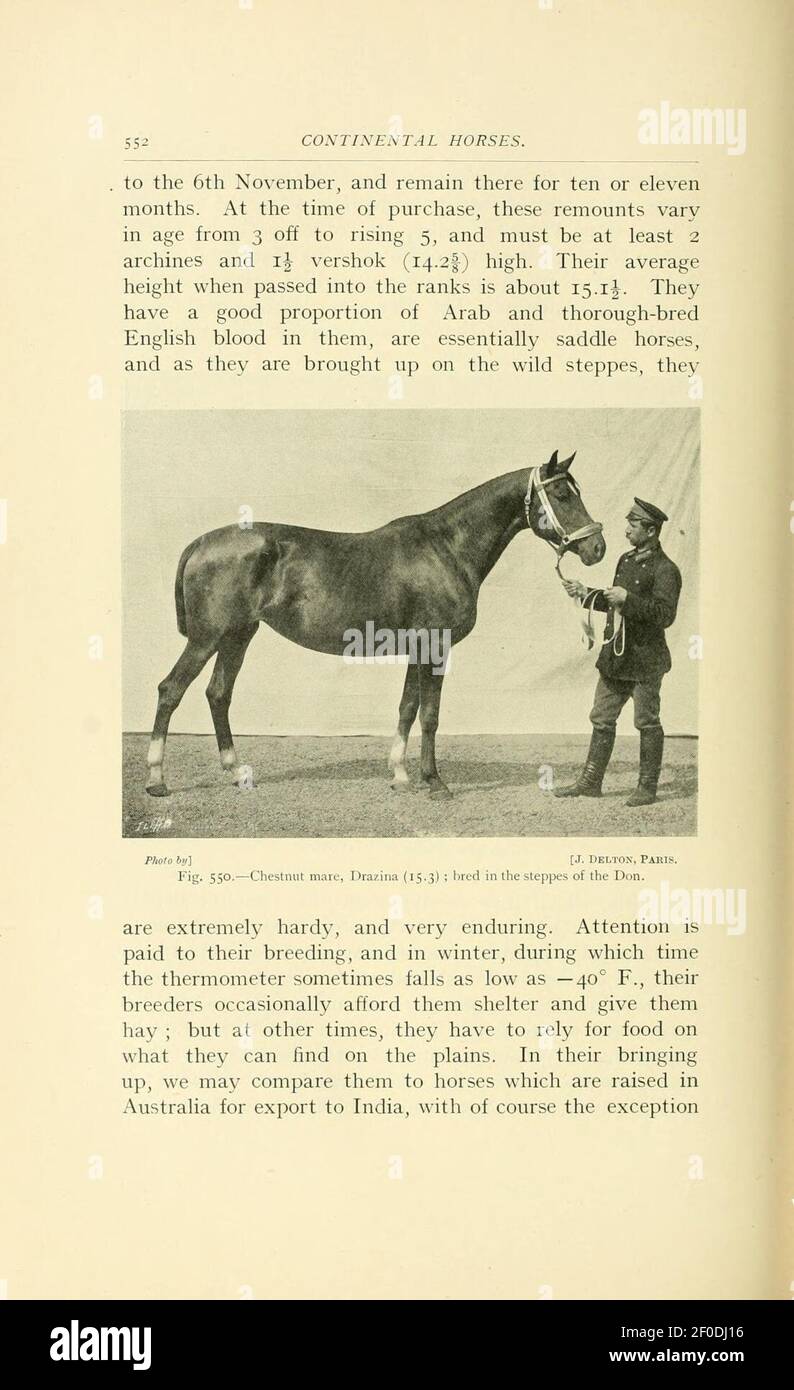 Punti del cavallo (pagina 552) Foto Stock