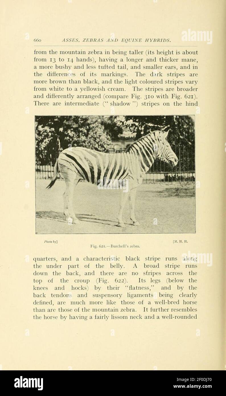 Punti del cavallo (pagina 660) Foto Stock