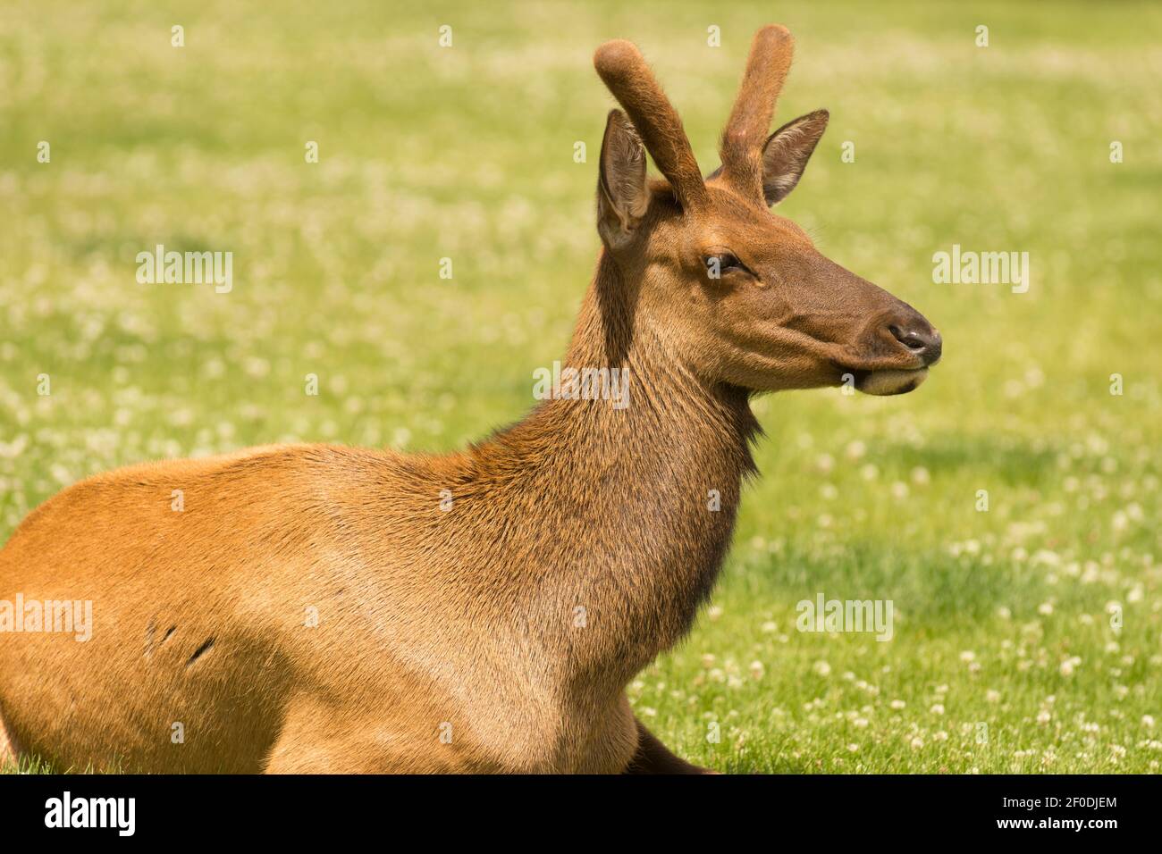 Torello Elk Western Wildlife Parco Nazionale di Yellowstone Foto Stock