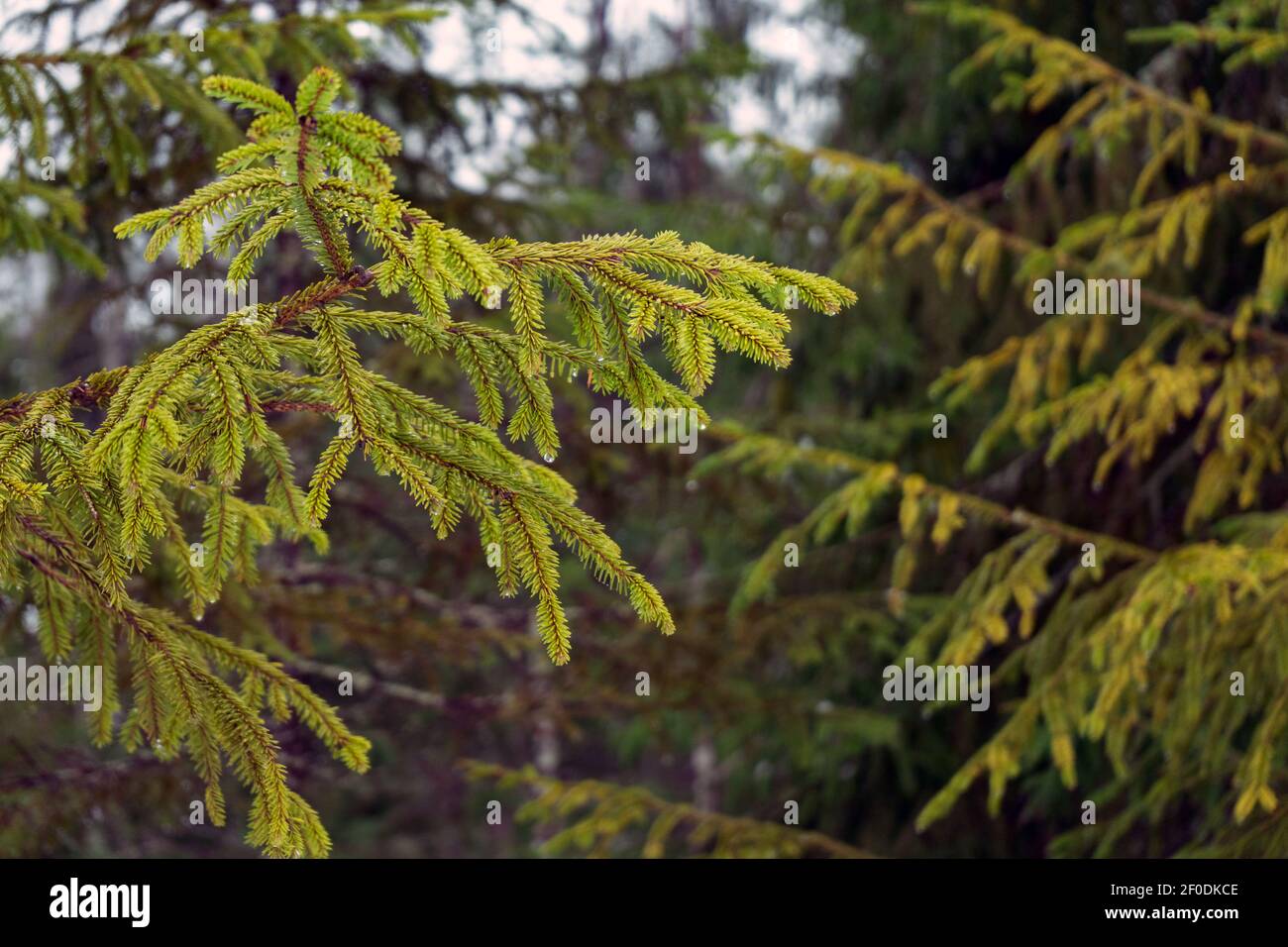 Ramo in abete verde con gocce appese agli aghi. Primavera nella foresta. Caduta della molla Foto Stock