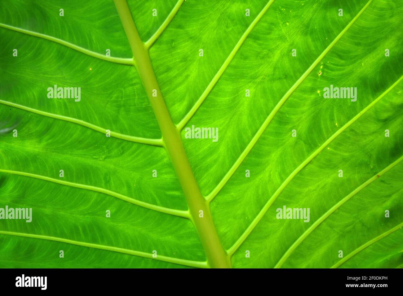 Particolare di foglia di orecchio di elefante ( ) Foto Stock