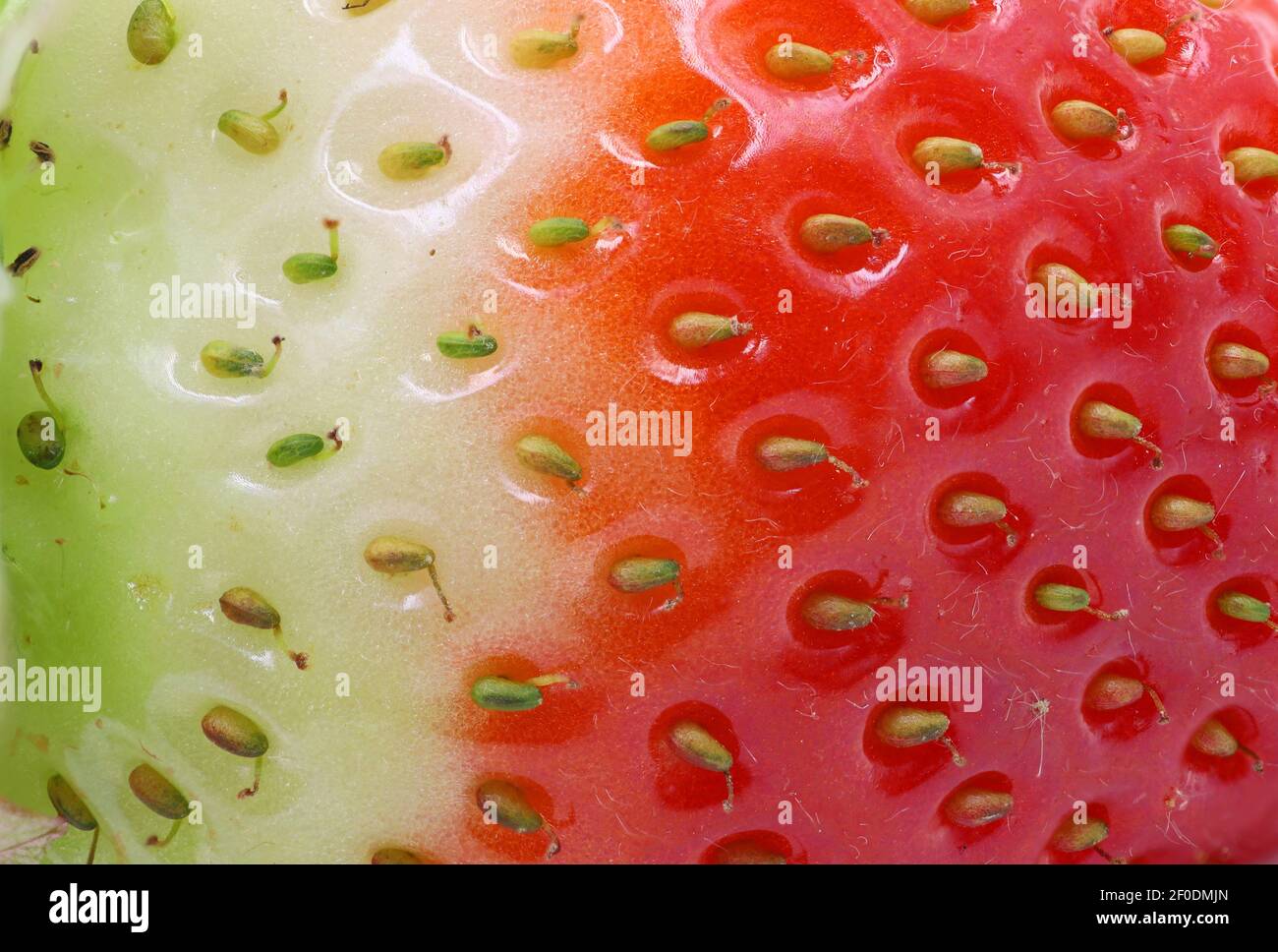 primo piano dello sfondo a consistenza di fragola, verde non maturo si trasforma in rosso maturo fresco Foto Stock