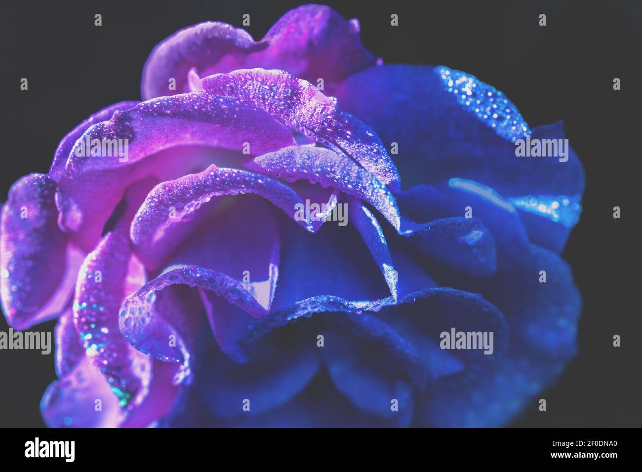 Rosa viola blu fiore. Rosa su sfondo blu. Correzione artistica del colore Foto Stock