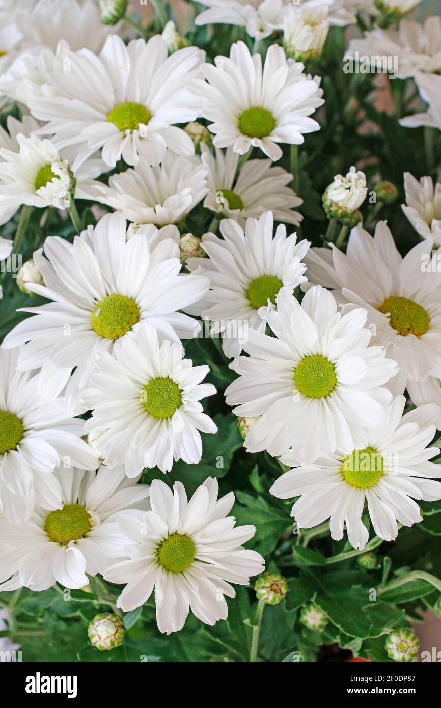 Piccolo sfondo bianco crisantemo. Motivo del matrimonio. Foto Stock